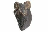 Gorgeous, Unworn Triceratops Tooth with Partial Root - Wyoming #356955-1